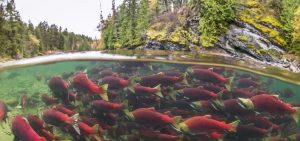 wild-salmon-river-tavish-campbell