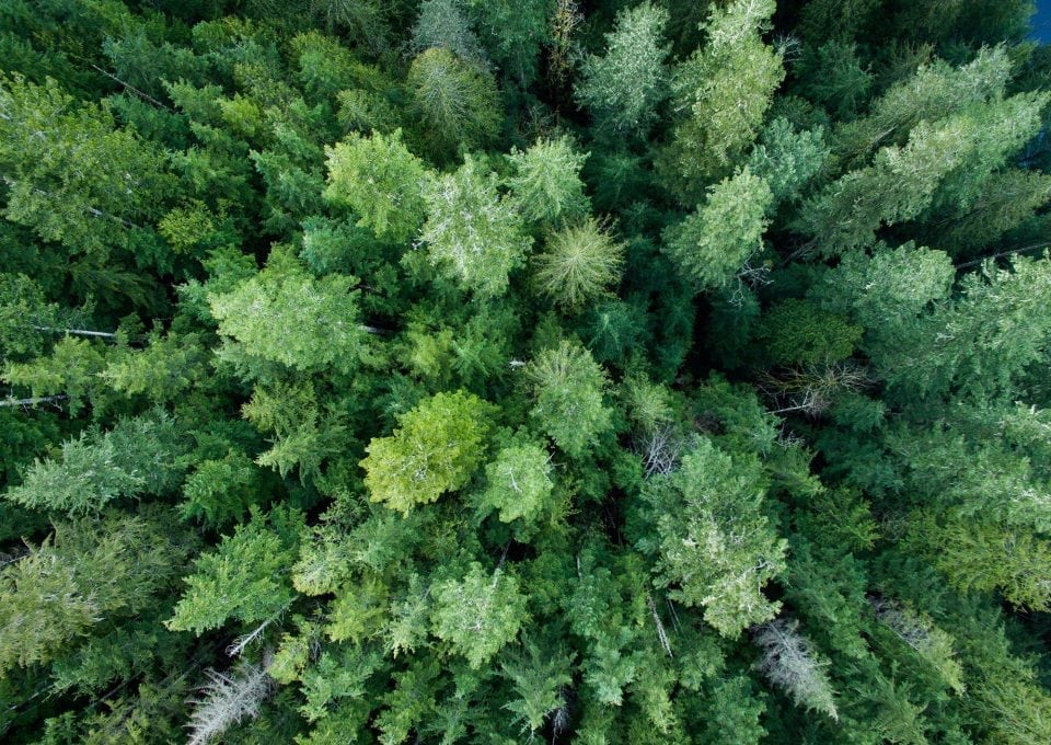drone-photography-british-columbia-canada-forest