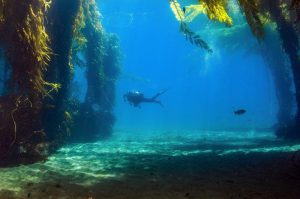 swimming-through-kelp-forests-california