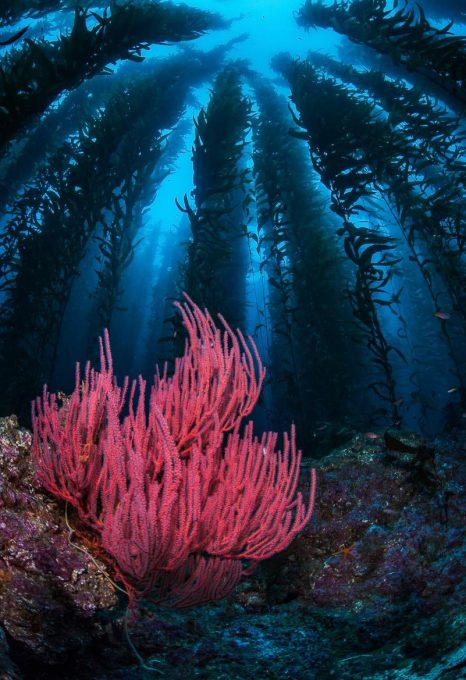 Gorgonian-and-Kelp-Santa-Barbara-Island