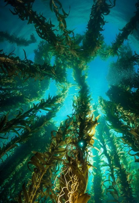 Majestic-Kelp-Forest-Catalina-Island