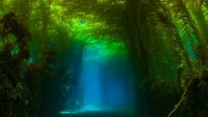 Kelp-Canopy-Channels-california-underwater-photography