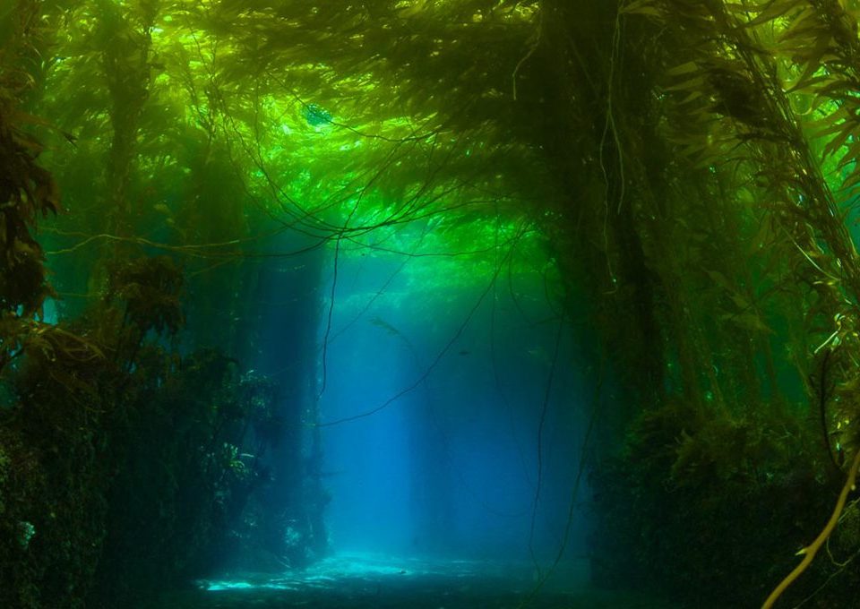 Kelp-Canopy-Channels-california-underwater-photography
