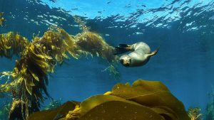 Sea-Lion-Pup-playing-in-Kelp-Santa-Barbara-Island-california