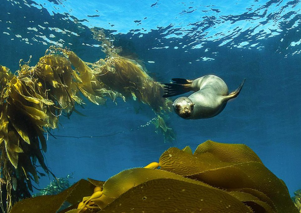 Sea-Lion-Pup-playing-in-Kelp-Santa-Barbara-Island-california