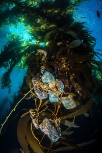california-Kelp-attached-to-Rocks-Catalina-Island
