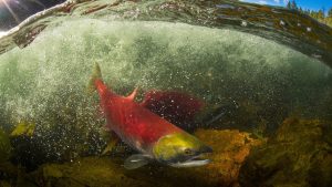 wild-salmon-pacific-british-columbia-tavish-campbell