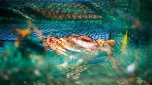 Crab-sustainable-fishing-Philippines