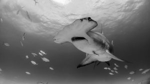 hammerhead-shark-bahamas