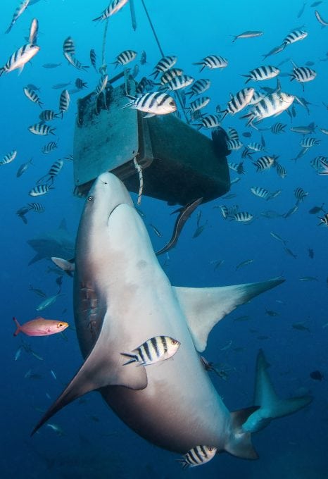 A bull shark investigates a bait box