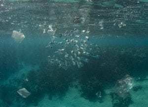 mackeral-plastic-ocean-litter-underwater-photography