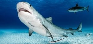 tiger-shark-bahamas-underwater-photography