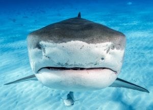 tiger-shark-photography