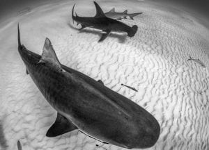 tiger-shark-great-hammerhead-shark-Grand-Bahama