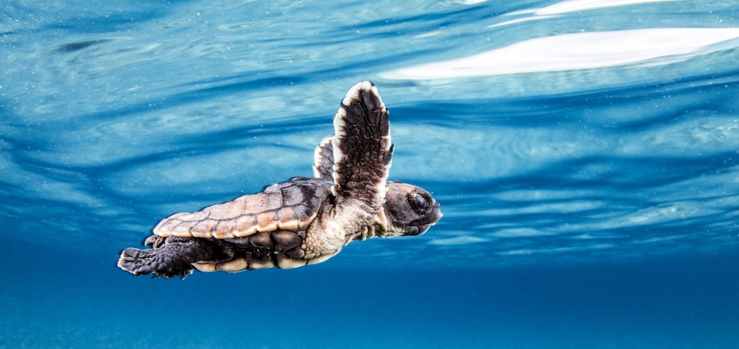 loggerhead-sea-turtle-hatchling-underwater-photography