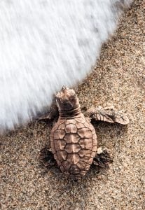 loggerhead-sea-turtle-hatchling-beach-Gulf-Stream-Florida