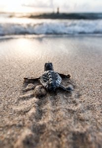 loggerhead-sea-turtle-hatchling-Ocean-Ridge-Florida