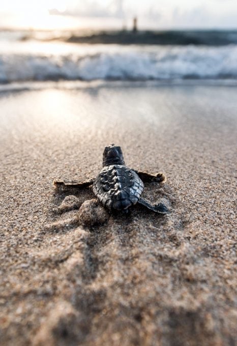 loggerhead-sea-turtle-hatchling-Ocean-Ridge-Florida