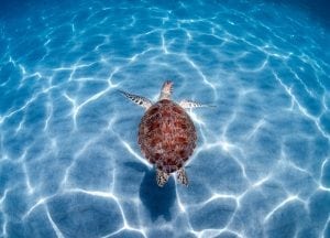 green-sea-turtle-Boca-Raton-Florida