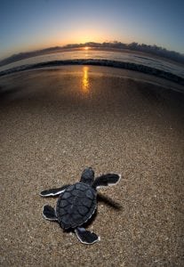 green-sea-turtle-hatchling-Gulf-Stream-Florida