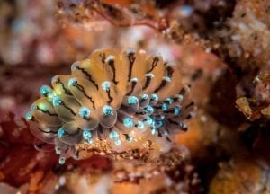 Nudibranch, Scotland