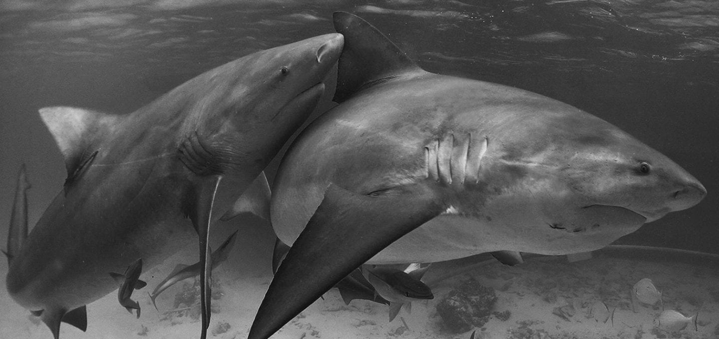 bull-sharks-shark-sanctuary-bahamas