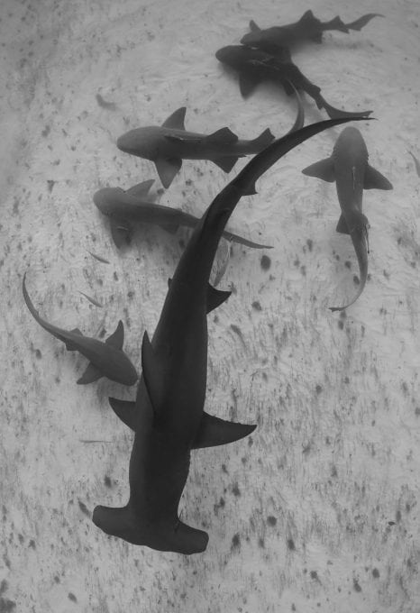 Hammerhead-sharks-bahamas-shark-sanctuary