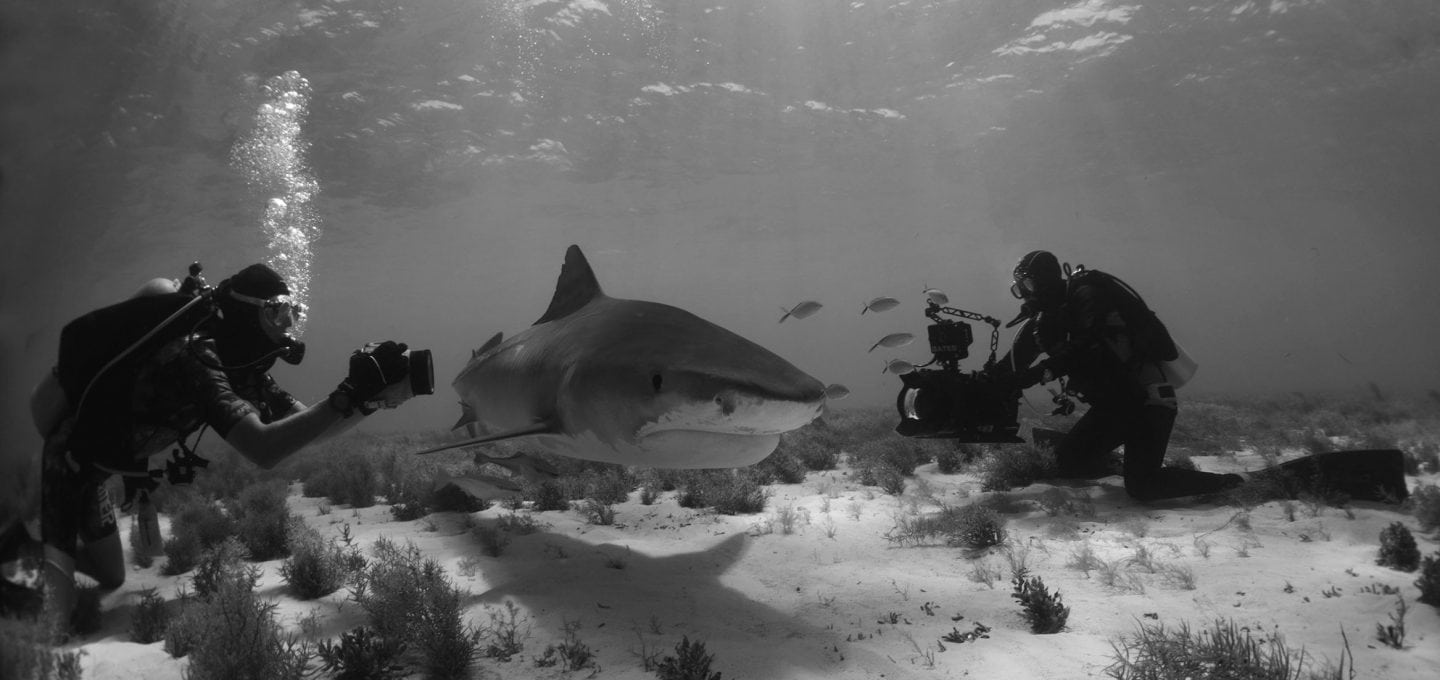 tiger-shark-ocean-floor-marine-scientist-photography