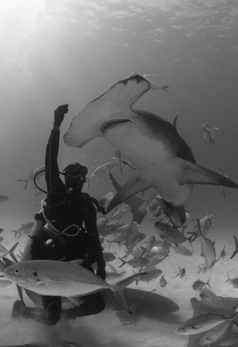 hammerhead-shark-research-marine-conservation