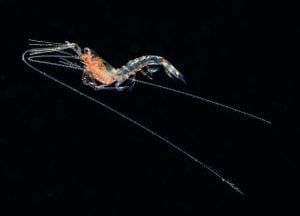 Larval shrimp, blackwater