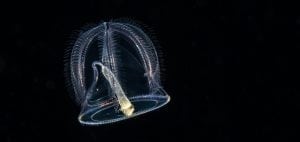 Planktonic jelly, blackwater