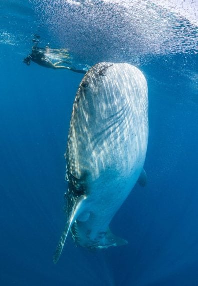 Whale sharks: Why they're so difficult to measure - Oceanographic ...