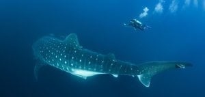 Whale-shark-photographer-underwater-Mozambique
