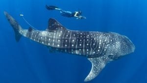 Whale-shark-measure-Mozambique-Andrew-Marshall