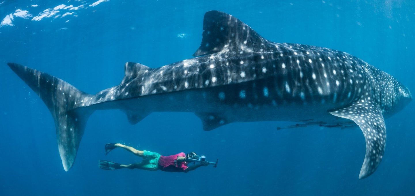 Underwater-photograph-whale-shark-research-Simon-Pierce