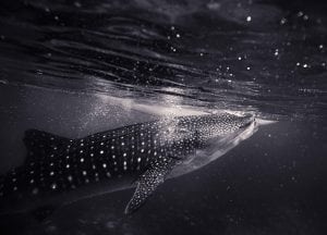 Madagascar whale sharks story