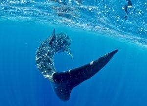 Stella-Diamant-The-Madagascar-Whale-Shark-Project