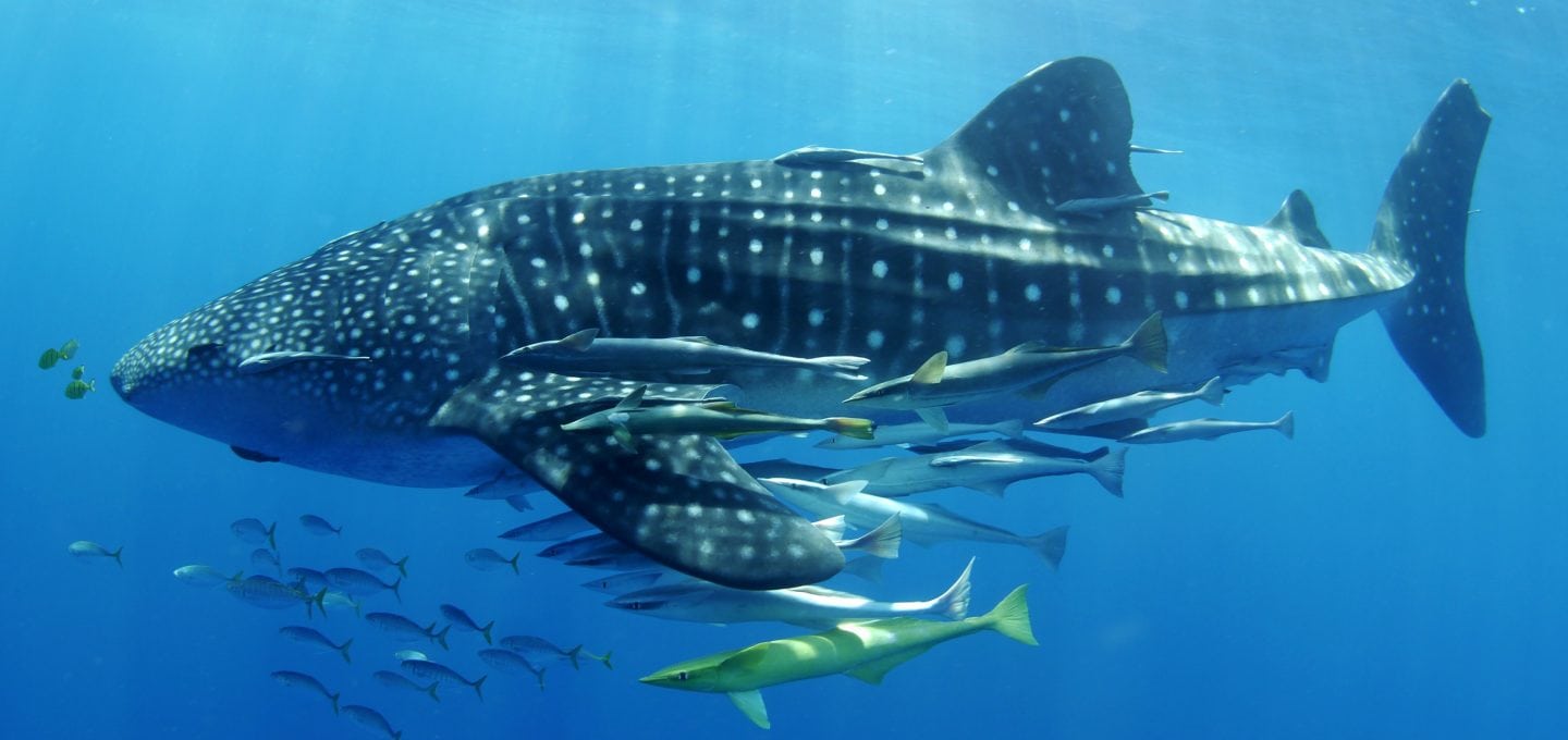 Stella-Diamant-The-Madagascar-Whale-Shark-Project-underwater-photography