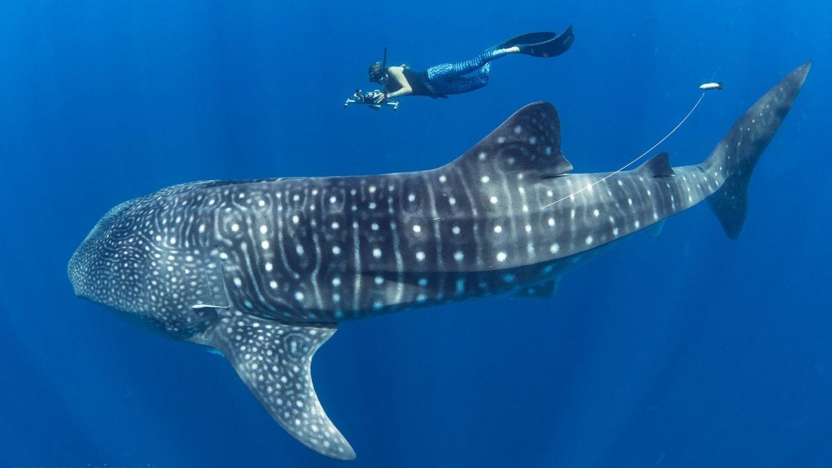 Reshaping whale shark tourism in Madagascar - Oceanographic - Oceanographic