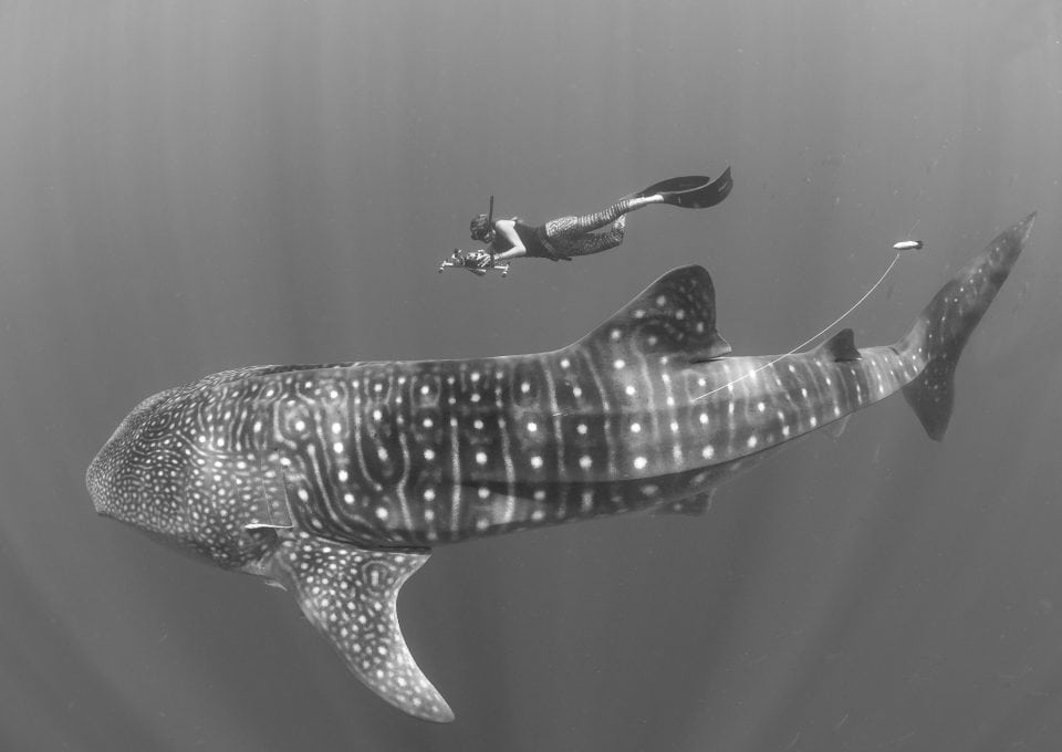 underwater-nature-photography-The-Madagascar-Whale-Shark-Project