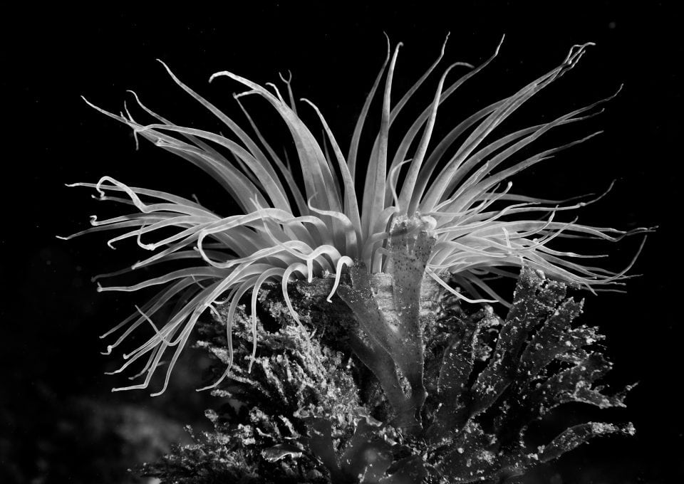 ocean-plants-Reef-Check-HELEN-BRIERLEY