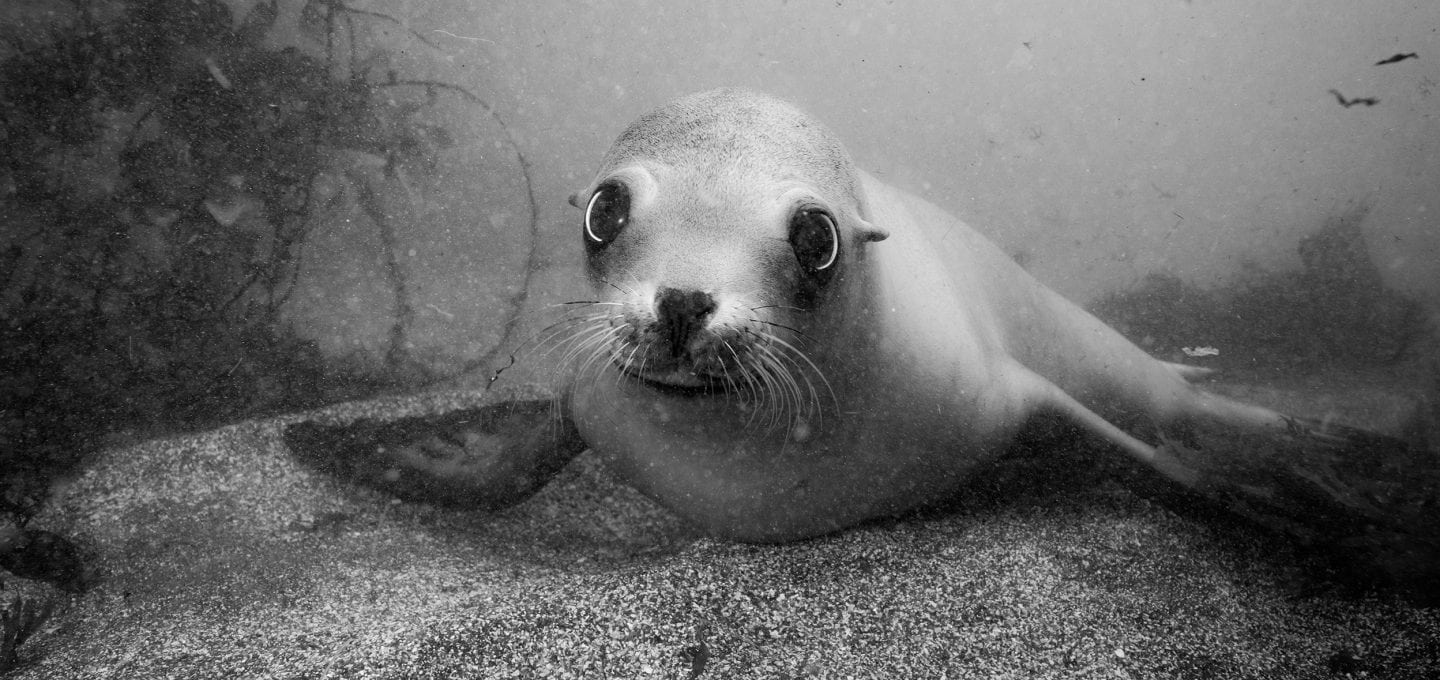 california-seal-reef check-HELEN-BRIERLEY