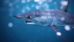 project aware mako shark