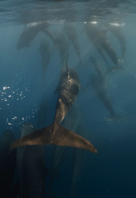 Joanna-Lentini-false-orcas-Revillagigedo-Marine-Park-photography