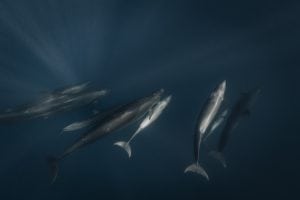 Joanna-Lentini-false-orcas-Revillagigedo-Marine-Park-underwater-photography