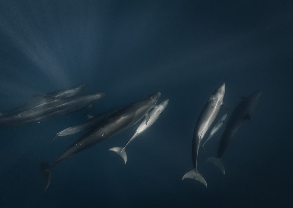 Joanna-Lentini-false-orcas-Revillagigedo-Marine-Park-underwater-photography