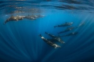 Joanna-Lentini-false-orcas-ocean-photography