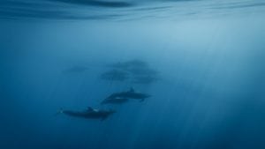 Joanna-Lentini-false-orcas-underwater-photography