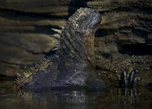 Iguana, Galapagos Islands