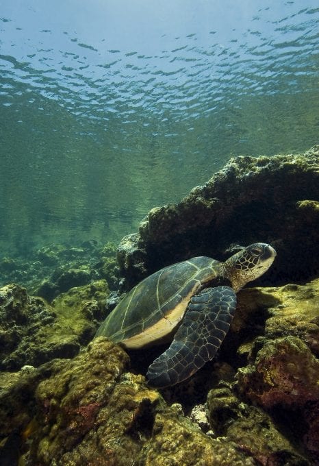 Turtle, Galapagos, underwater